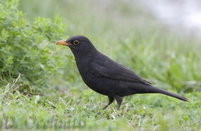 Blackbird (Turdus merula)
