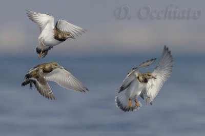 Ruddy Turnstone (Arenaria interpres)