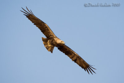 Eastern Imperial Eagle (Aquila heliaca)