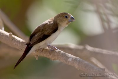 African Silverbill (Becco d'argento africano)