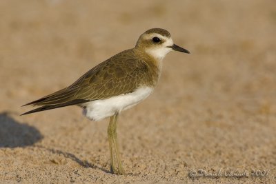 Caspian Plover (Charadrius asiaticus)