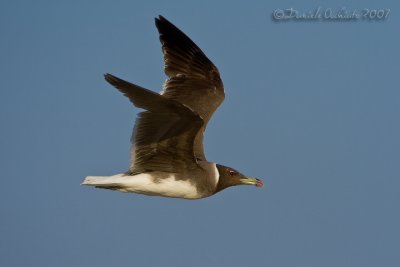 Sooty Gull (Gabbiano di Hemprich)