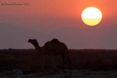 Dromedary Camel (Camelus dromedarius)