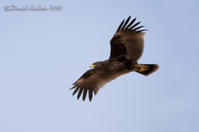 Spotted Eagle (Aquila clanga)