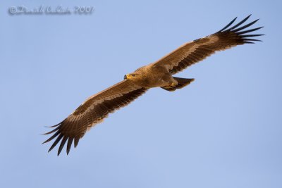 Steppe Eagle (Aquila nipalensis)