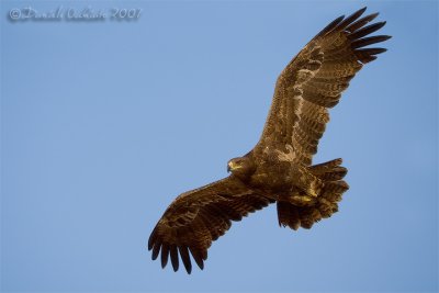 Steppe Eagle (Aquila nipalensis)