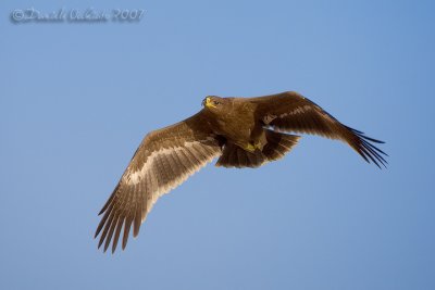 Steppe Eagle (Aquila nipalensis)