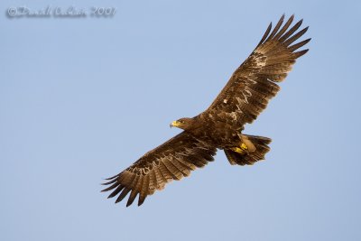 Steppe Eagle (Aquila nipalensis)