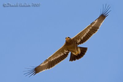 Steppe Eagle (Aquila nipalensis)
