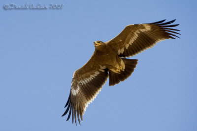Steppe Eagle (Aquila nipalensis)