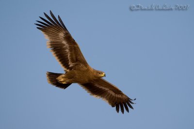 Steppe Eagle (Aquila nipalensis)