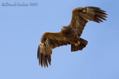 Steppe Eagle (Aquila nipalensis)