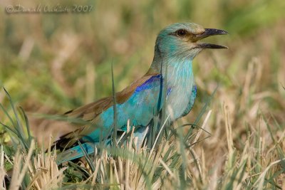 European Roller (Coracias garrulus)