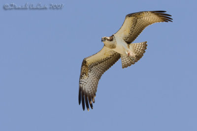 Osprey (Pandion haliaetus)