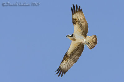 Osprey (Pandion haliaetus)