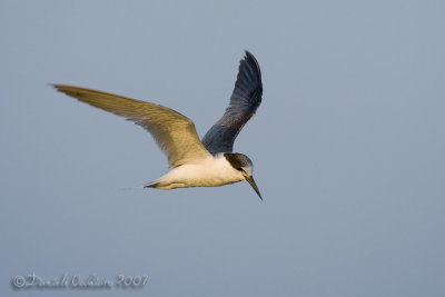 Saunders's Tern (Sterna saundersi)