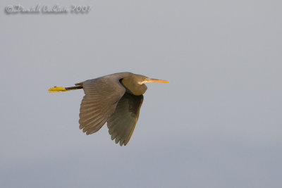 Western Reef Heron (Egretta gularis ssp schistacea)