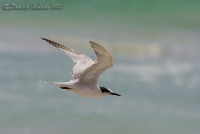 White-cheecked Tern (Sterna repressa)