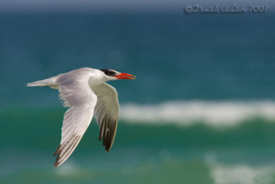 Caspian Tern (Sterna caspia)