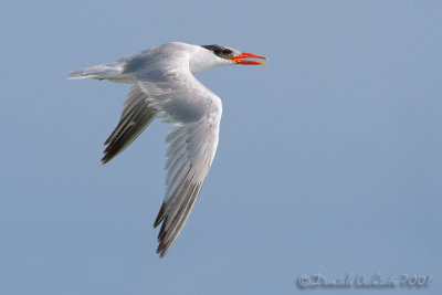 Caspian Tern (Sterna caspia)