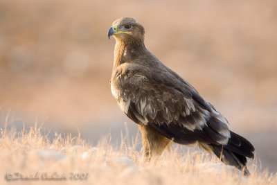 Steppe Eagle (Aquila nipalensis)