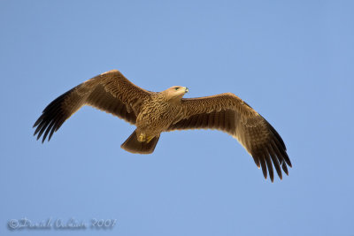 Eastern Imperial Eagle (Aquila heliaca)