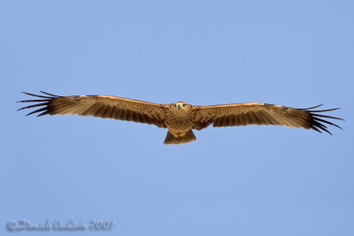 Eastern Imperial Eagle (Aquila heliaca)