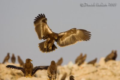 Steppe Eagle (Aquila nipalensis)