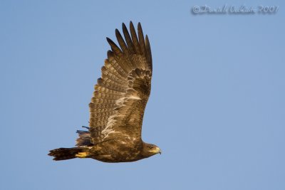 Steppe Eagle (Aquila nipalensis)