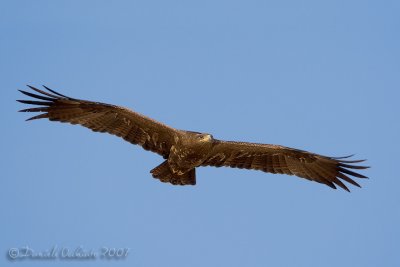 Steppe Eagle (Aquila nipalensis)