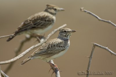 Crested Lark (Galerida cristata)