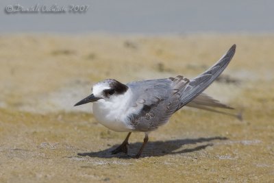 Saunders's Tern (Sterna saundersi)