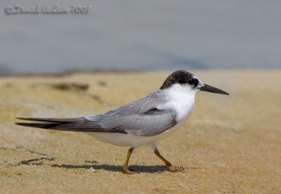 Saunders's Tern (Sterna saundersi)