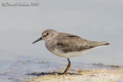 Temminck's Stint (Calidris temminckii)