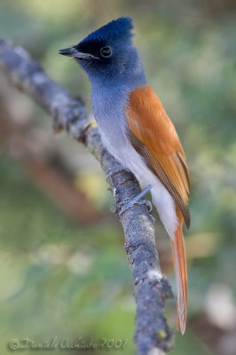 African Paradise Flycatcher (Pigliamosche del paradiso africano)