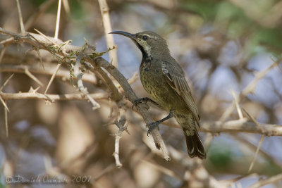 Shining Sunbird (Cinnyris habessinica)