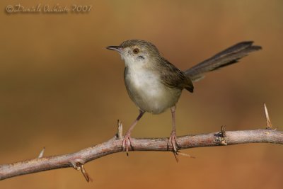 Graceful Prinia (Prinia gracile)