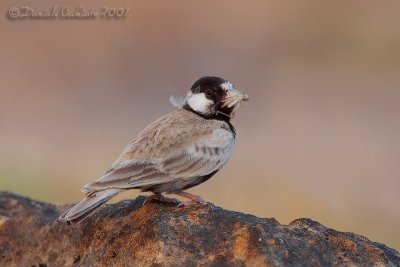 Black-crowned Finch-Lark (Eremopterix nigriceps)