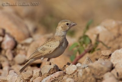 Black-crowned Finch-Lark (Eremopterix nigriceps)