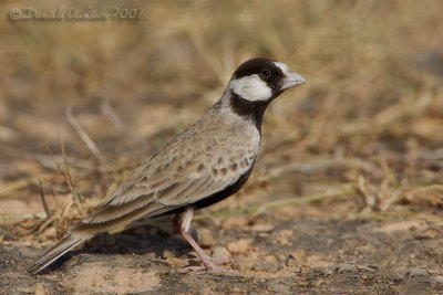 Black-crowned Finch-Lark (Eremopterix nigriceps)