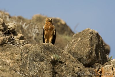 Spotted Eagle (Aquila clanga var. fulvescens)