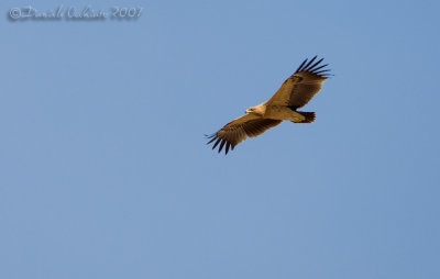 Spotted Eagle (Aquila clanga var. fulvescens)