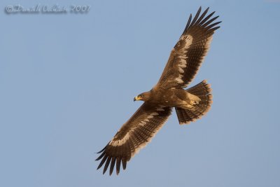 Steppe Eagle (Aquila nipalensis)