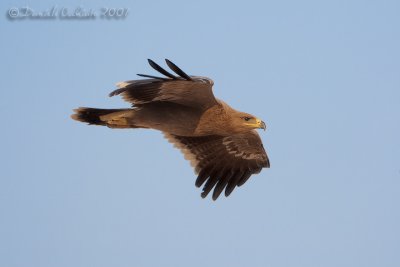 Steppe Eagle (Aquila nipalensis)