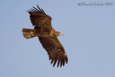 Steppe Eagle (Aquila nipalensis)