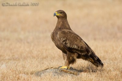 Steppe Eagle (Aquila nipalensis)