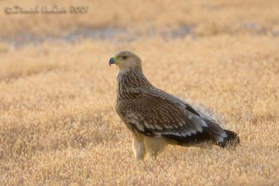 Eastern Imperial Eagle (Aquila heliaca)