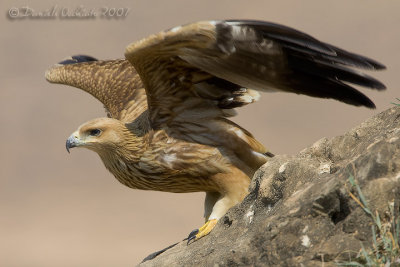 Eastern Imperial Eagle (Aquila heliaca)