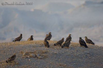 Eastern Imperial Eagle and Steppe Eagle