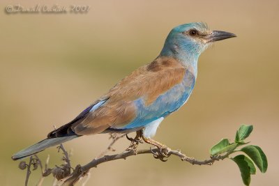 European Roller (Coracias garrulus)